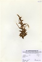 藏品(石松)的圖片